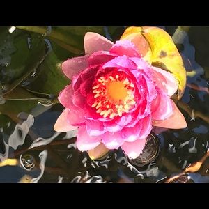 Meet your Posher, Tina